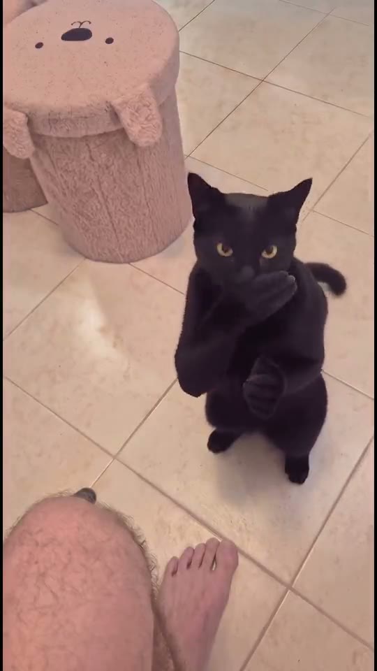 Clapping cat